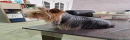 Yorkshire Terrier dogs for sale: For sale miniature Yorkshire terrier  - Advert 16
