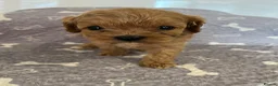 Cavapoo dogs for sale: 🧡💚 first generation cavapoo💚🧡 3 female 1 male  - Advert 22