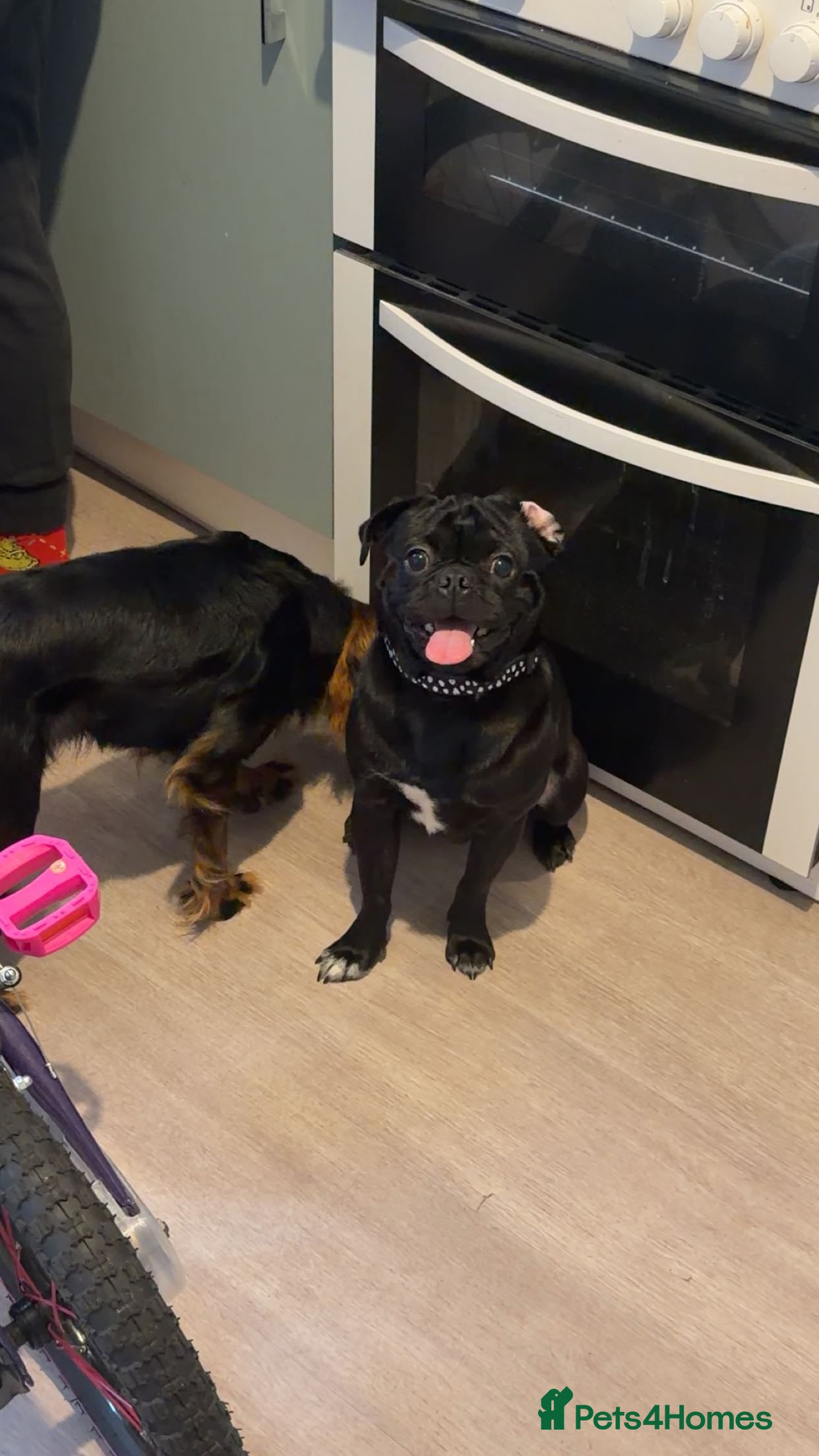 Pug dogs Milo the pug  - Advert 1