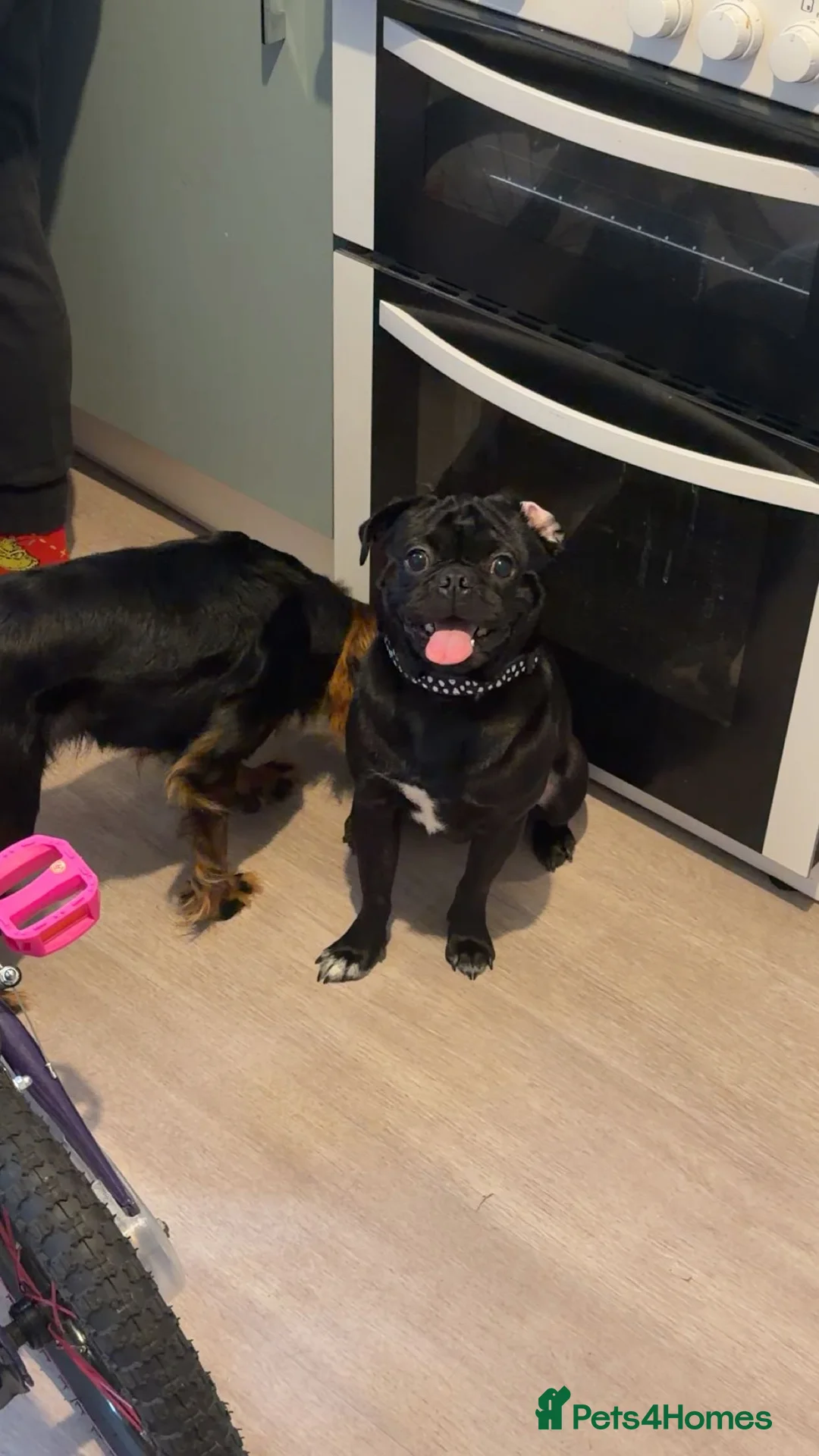 Pug dogs for sale: Milo the pug  - Advert 1