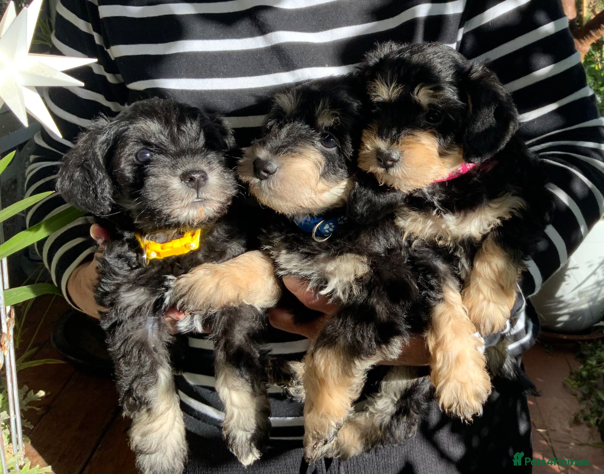 Schnoodle dogs Happy confident Schnoodle puppies  - Advert 8