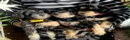 Schnoodle dogs for sale: Happy confident Schnoodle puppies  - Advert 1