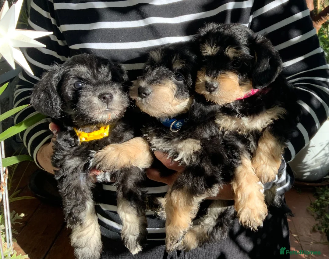 Schnoodle dogs for sale: Happy confident Schnoodle puppies  - Advert 1