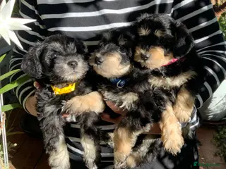 Schnoodle dogs Happy confident Schnoodle puppies - Advert 8