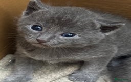 Russian Blue cats for sale: ✨RUSSIAN BLUE KITTEN FOR SALE  - Image 9