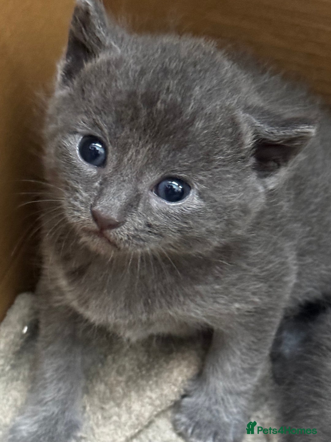 Russian Blue cats for sale: ✨RUSSIAN BLUE KITTEN FOR SALE  - Image 9