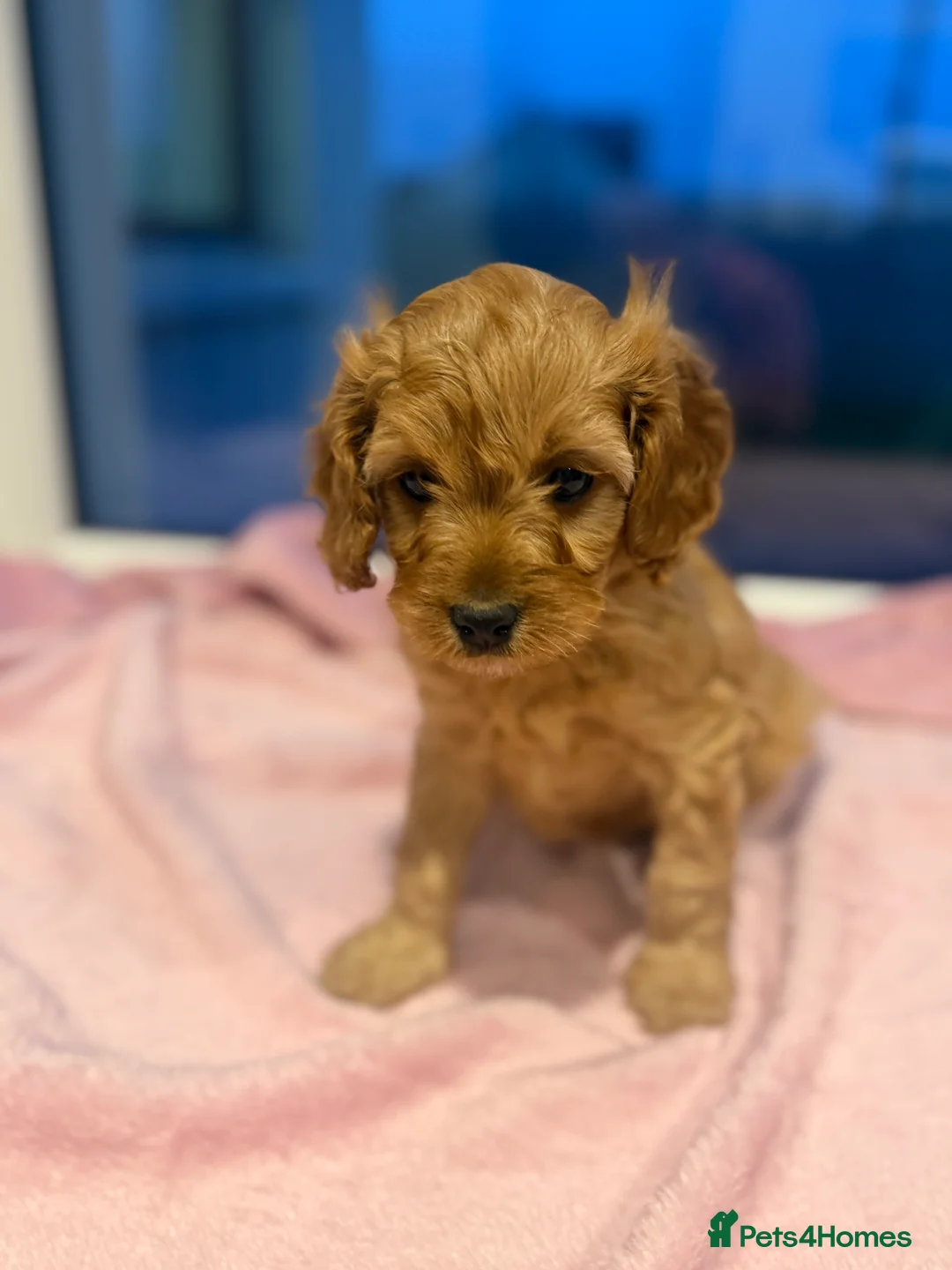 Cavapoo dogs for sale: Cavapoo puppies  in Cookstown - Advert 3