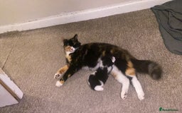 Mixed Breed cats for sale: Girl kitten - Image 5