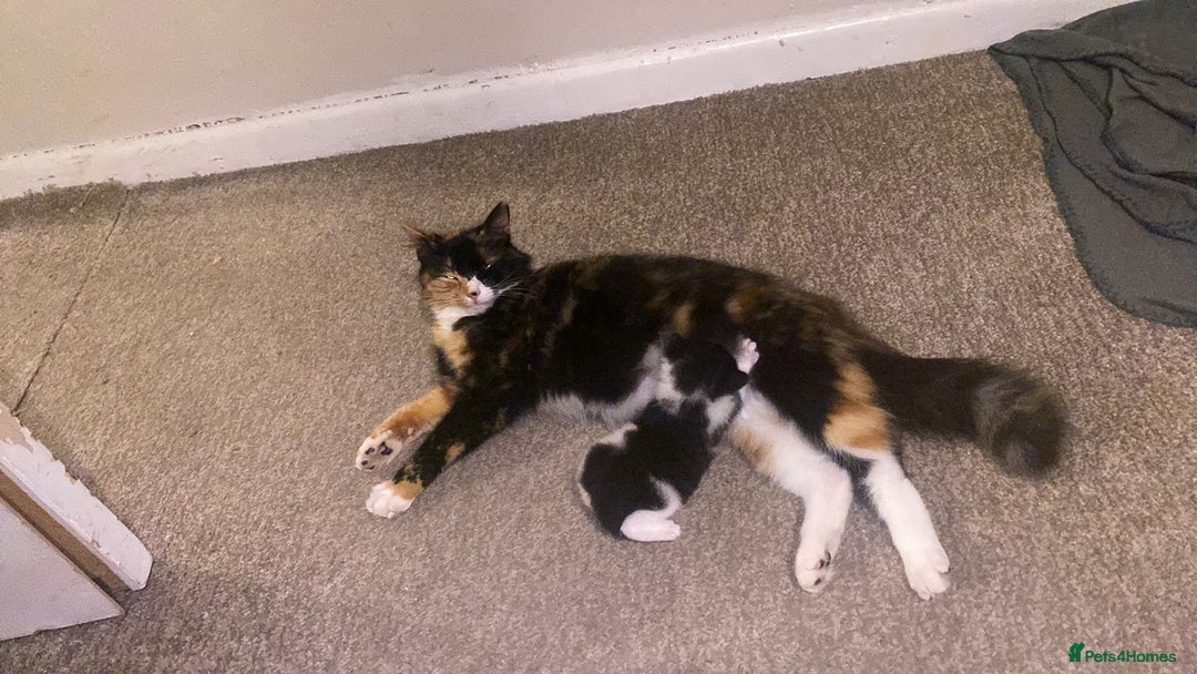 Mixed Breed cats for sale: Girl kitten - Image 5