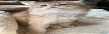 British Longhair Kitten 4