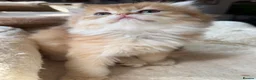 British Longhair cats for sale: GCCF reg NEW LITTERS AVAILABLE BSH & BLH Kittens - Advert 2