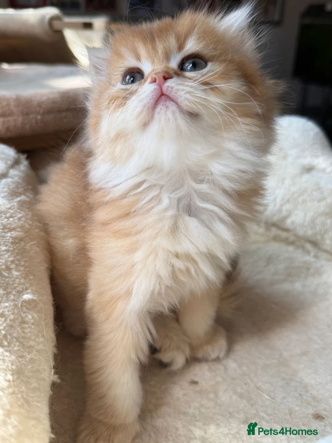 British Longhair cats for sale: GCCF reg NEW LITTERS AVAILABLE BSH & BLH Kittens - Advert 2