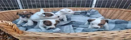 Jack Russell dogs for sale: Traditional Jack Russell Terrier pups - Advert 1