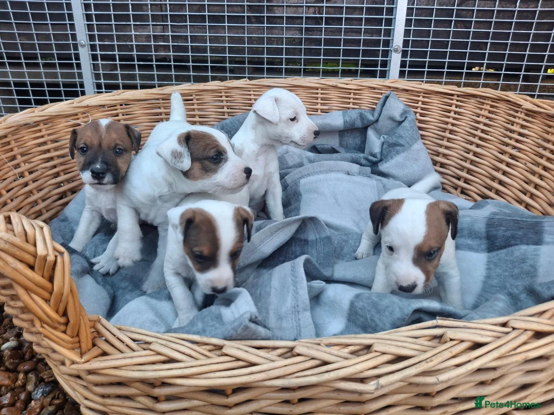 Jack Russell dogs for sale: Traditional Jack Russell Terrier pups - Advert 1