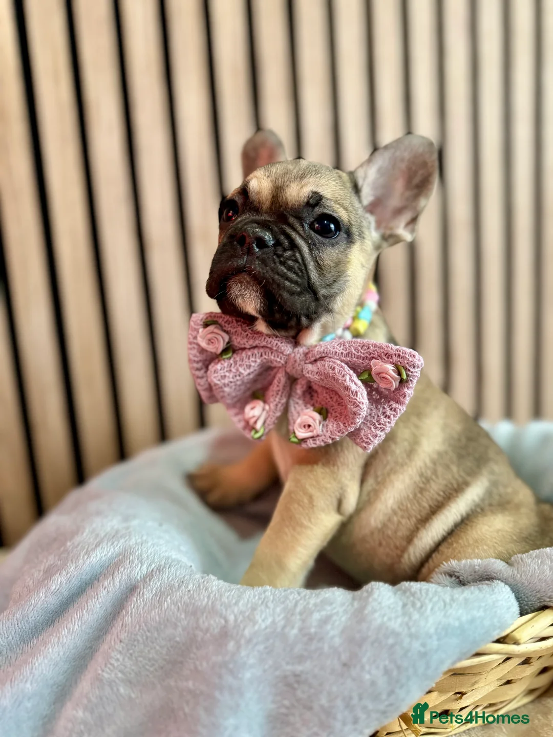 French Bulldog dogs for sale: KC REGISTERED FRENCH BULLDOG 🐶 - Advert 12