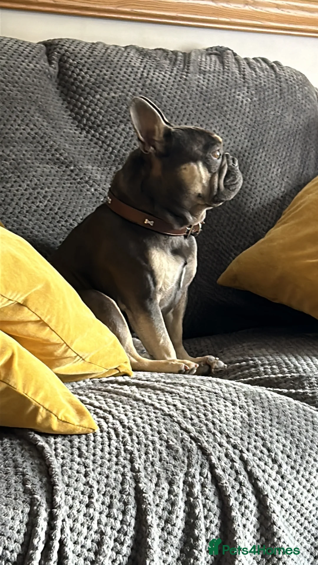 French Bulldog dogs for sale: French bulldog for sale  - Advert 1