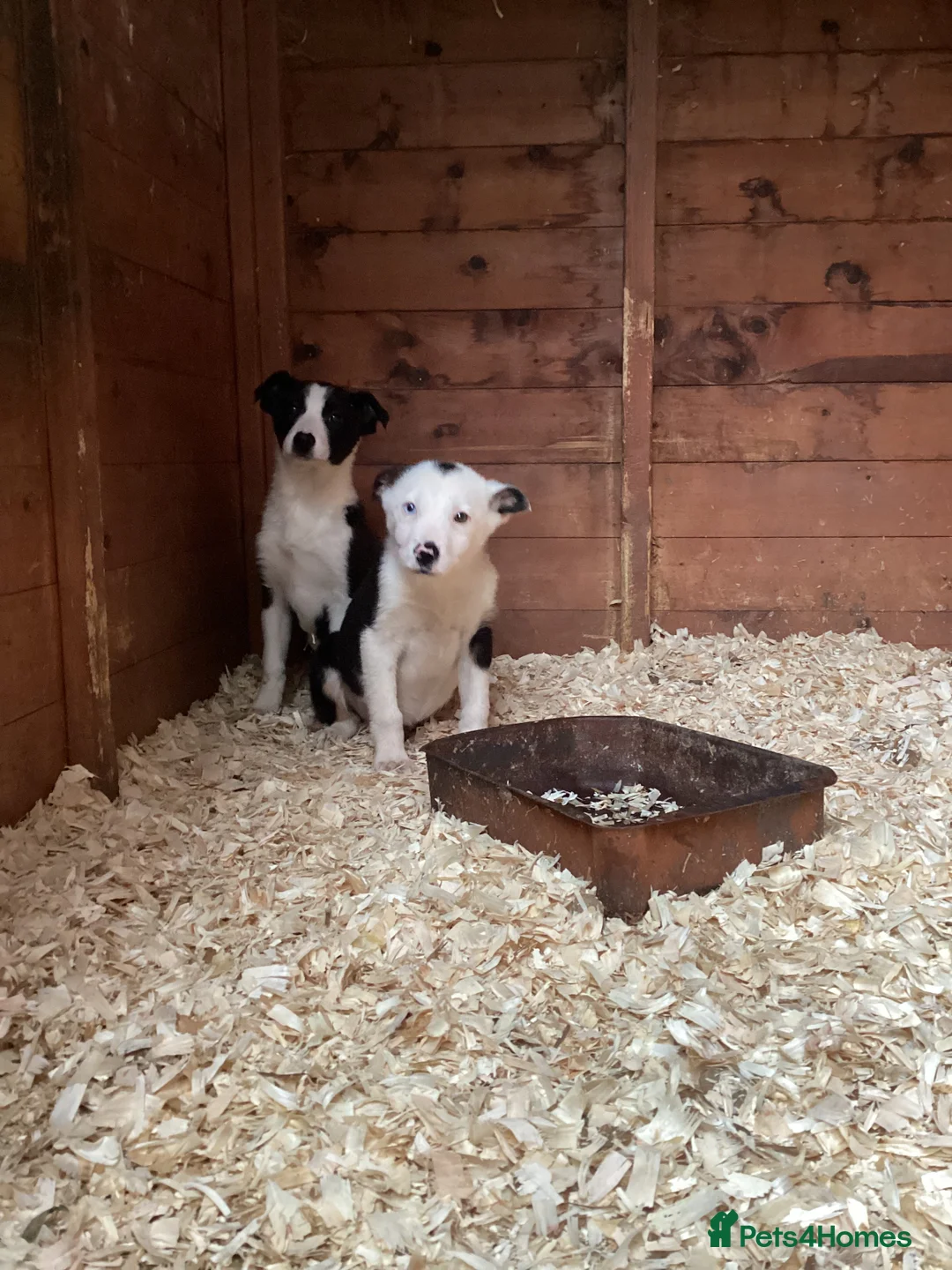 Border Collie dogs for sale: Sheedog puppies in Denbigh - Advert 6