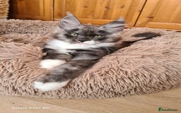 Maine Coon cats for sale: Main coons - Image 11