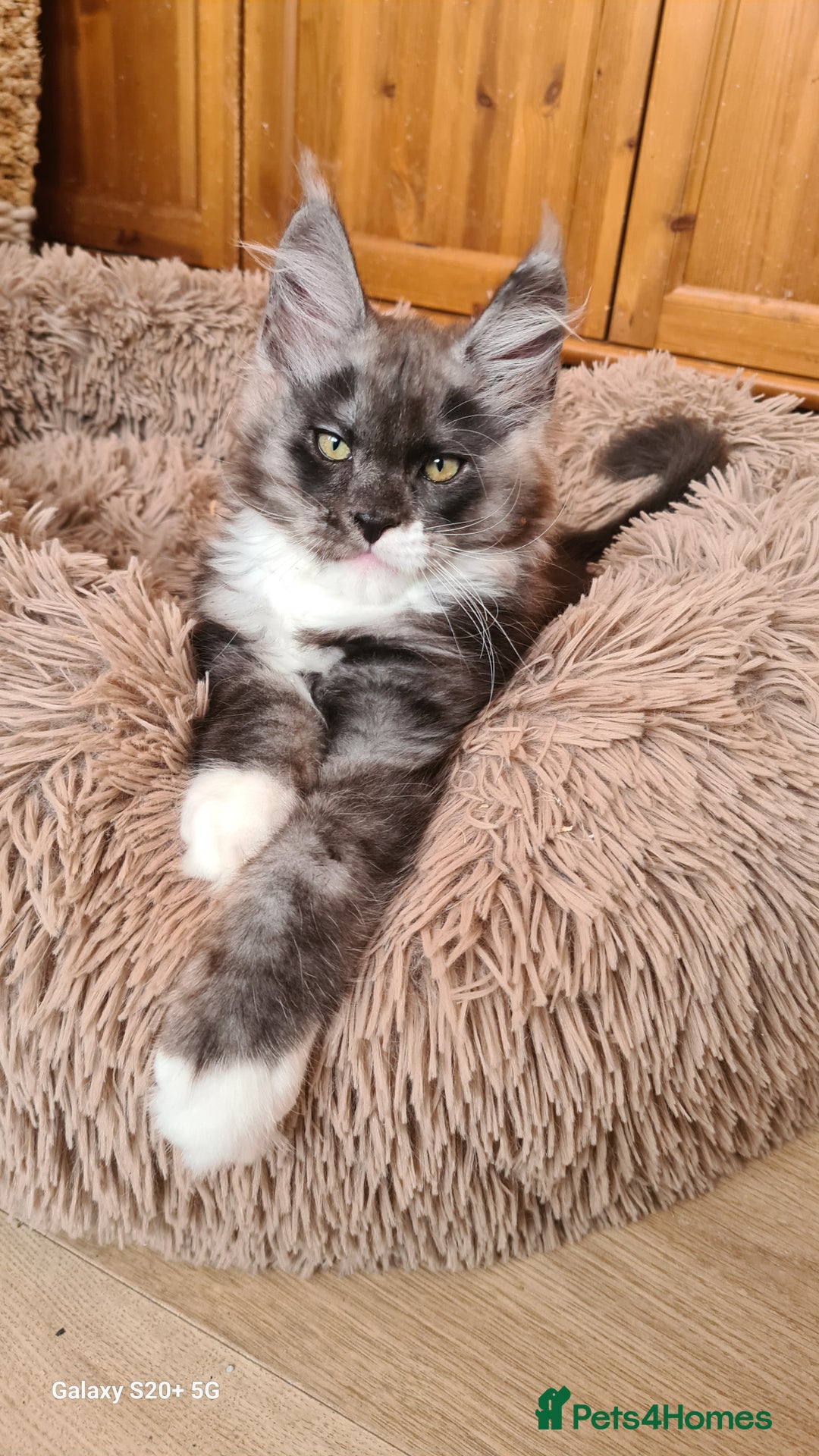 Maine Coon cats for sale: Main coons - Image 11