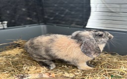 Cashmere Lop rabbits for sale: Alvin and Ronnie - Image 2
