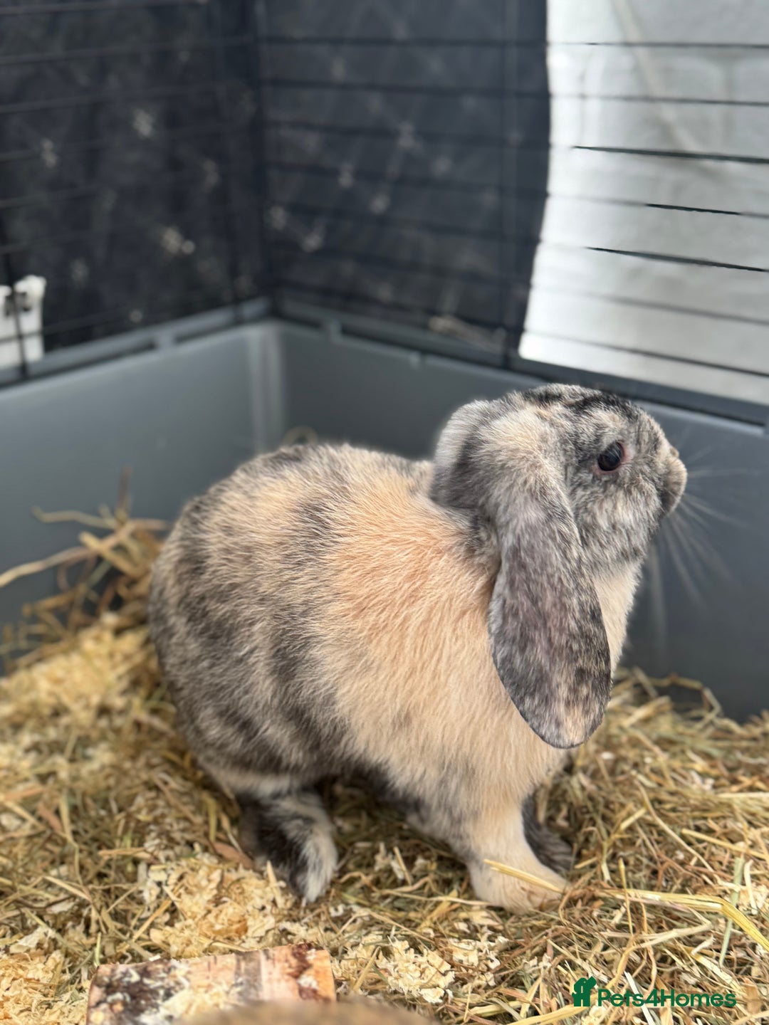 Cashmere Lop rabbits for sale: Alvin and Ronnie - Image 2