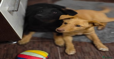 Mixed Breed dogs ❤️Hope&Joy — two 7(8) months small sisters❤️ - Advert 1