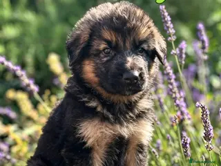German Shepherd dogs Fluffy Long-Haired German Shepherd Puppies - Advert 5