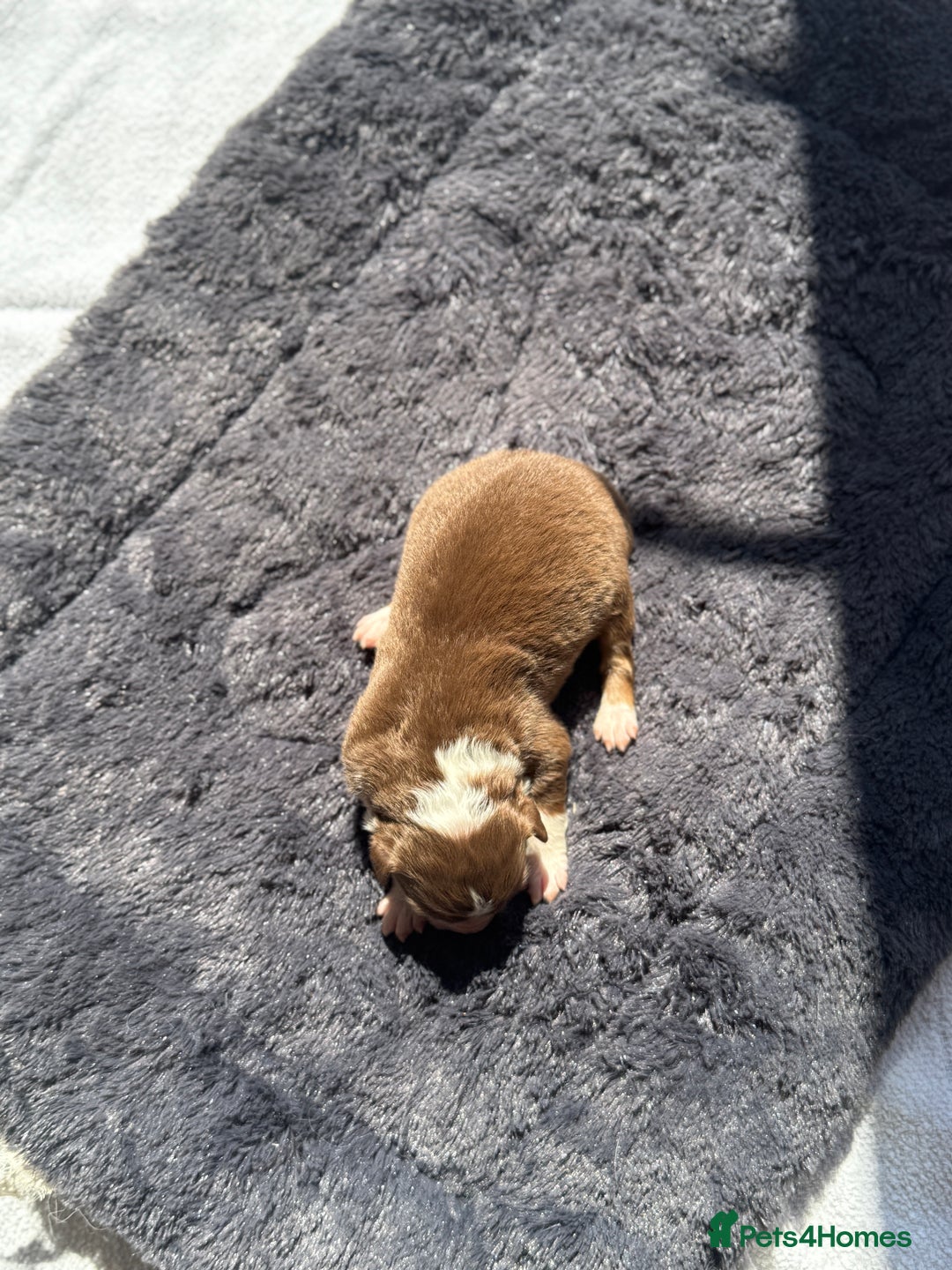 Australian Shepherd dogs for sale: KC registered Australian Shepard puppies - Image 23