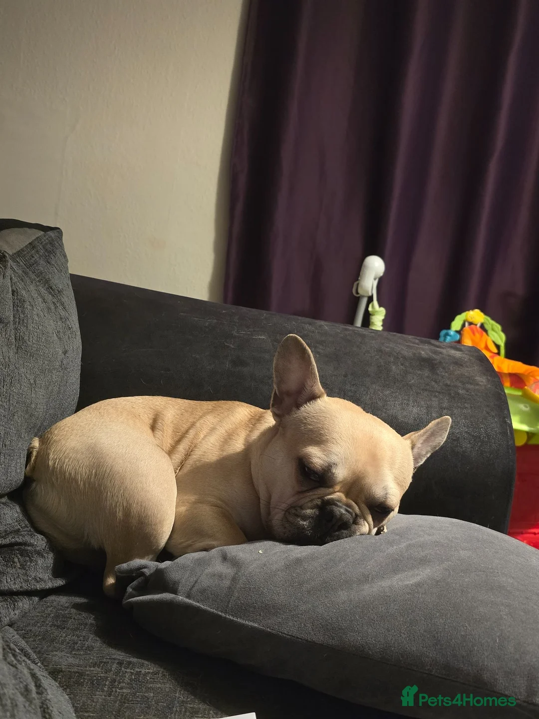 French Bulldog dogs for sale: KC registered 3 year old french bulldog - Advert 2