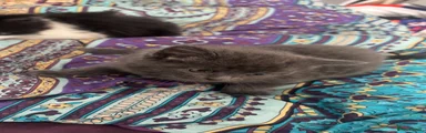 Mixed Breed Kitten 1