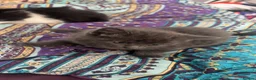 Mixed Breed cats for sale: Mixed - Advert 6