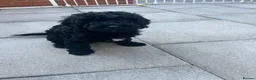 Cavapoo dogs for sale: READY NOW Beautiful f1b black Cavapoos DNA Clear  - Advert 11