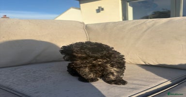 Yorkiepoo dogs - Advert 2