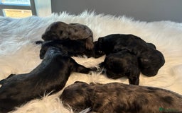 Cockapoo dogs for sale: F1B Cockapoo’s  - Image 4