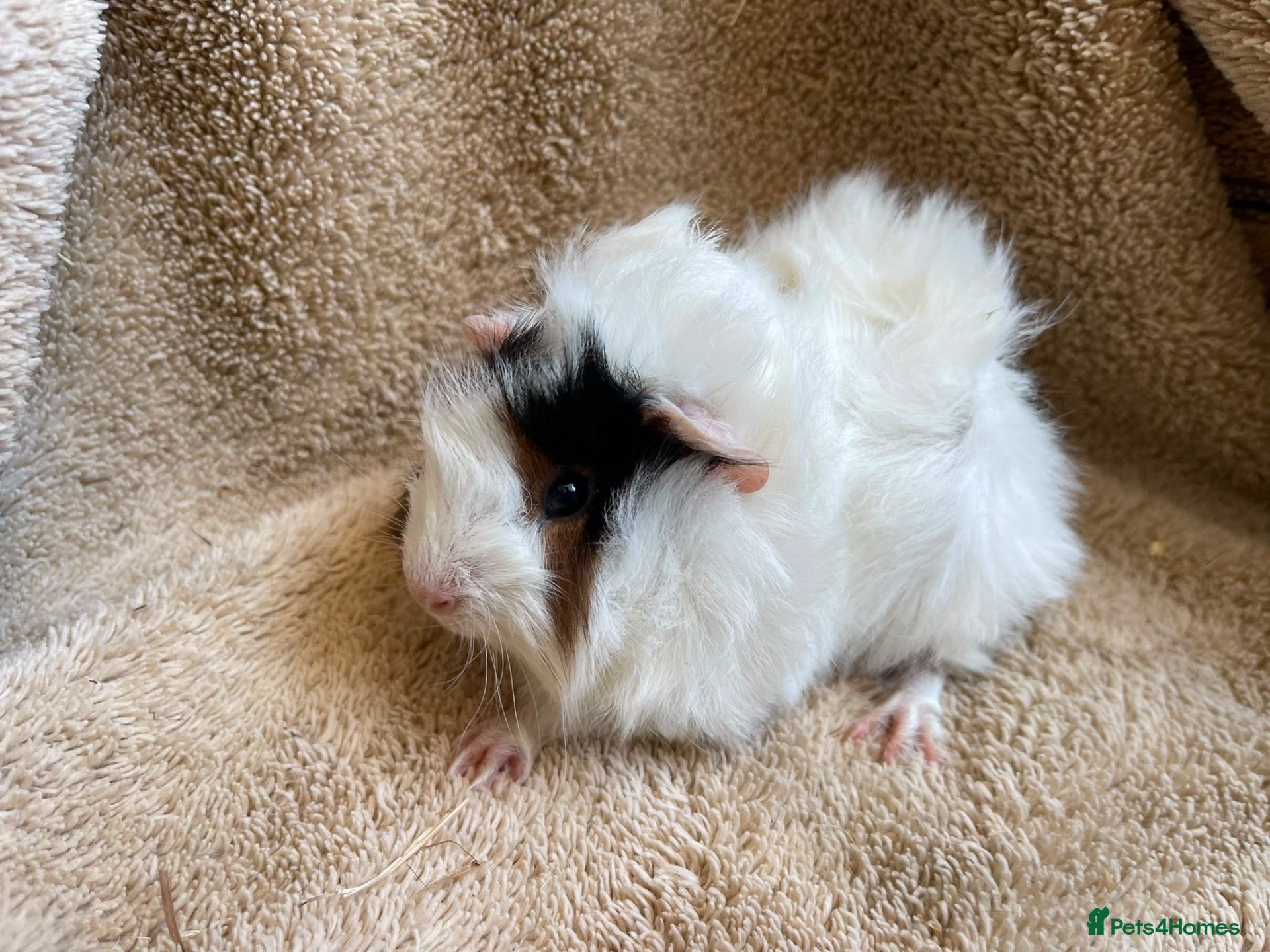 Guinea Pig rodents Baby boar guinea pigs  - Advert 2