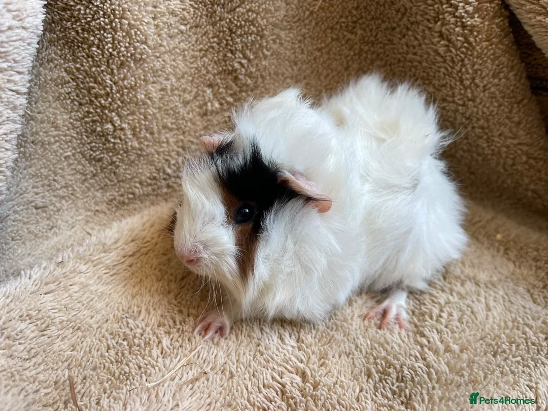 Guinea Pig rodents for sale: Baby boar guinea pigs  - Advert 2