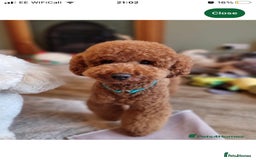 Labradoodle dogs for sale: F1bb fox red miniature labradoodle puppies  - Image 7