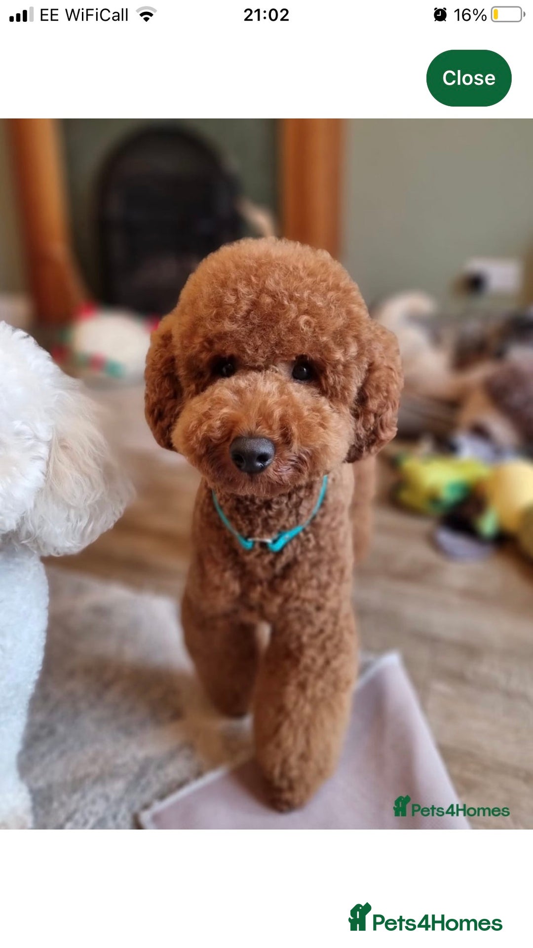 Labradoodle dogs for sale: F1bb fox red miniature labradoodle puppies  - Image 7