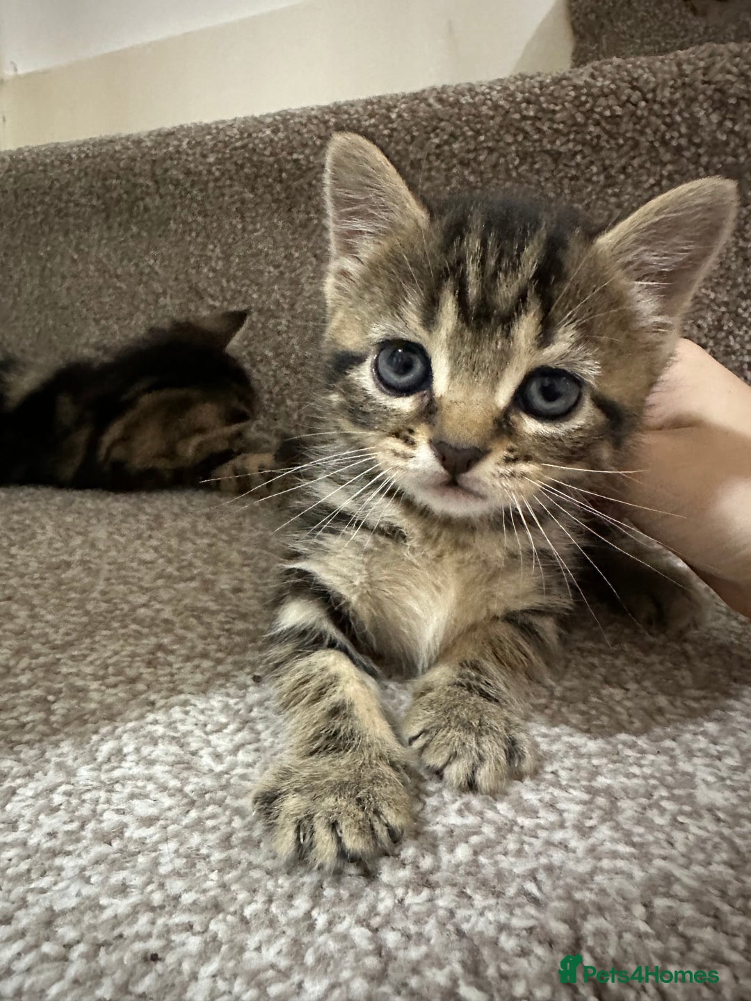 European cats for sale: Selling 4 beautiful tabbys - Advert 4