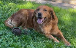 Golden Retriever dogs for sale: Hips elbows DNA perfect. 5 years old this july - Image 10