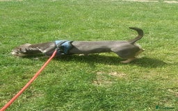 American Bully dogs for sale: Urgent rehome pocket bully  - Image 3