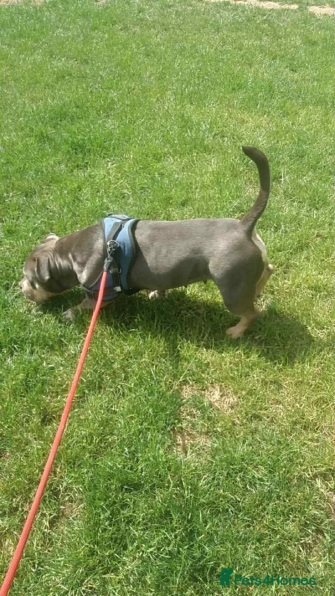 American Bully dogs for sale: Urgent rehome pocket bully  - Image 3