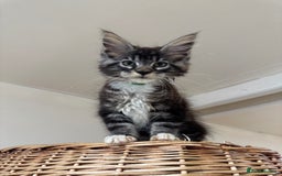 Maine Coon cats for sale: Beautiful GCCF kittens various colours - Image 14