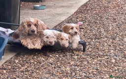 Cockapoo dogs for sale: F1 cockapoo's Ready to leave..  - Image 2