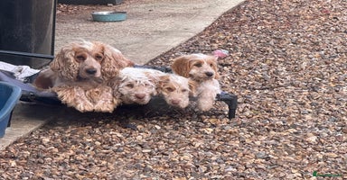 Cockapoo dogs - Advert 15