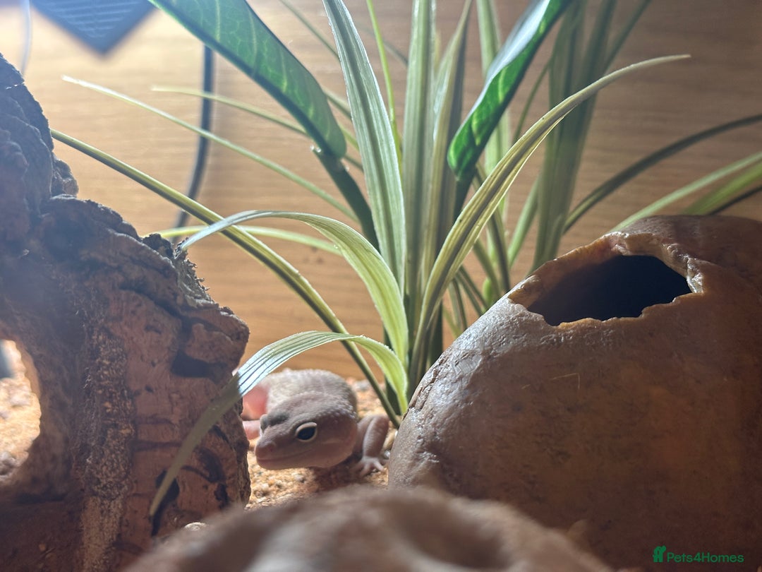 Leopard Gecko reptiles for sale: Rex - Blizzard Leopard Gecko - 1 Year Old - Advert 4