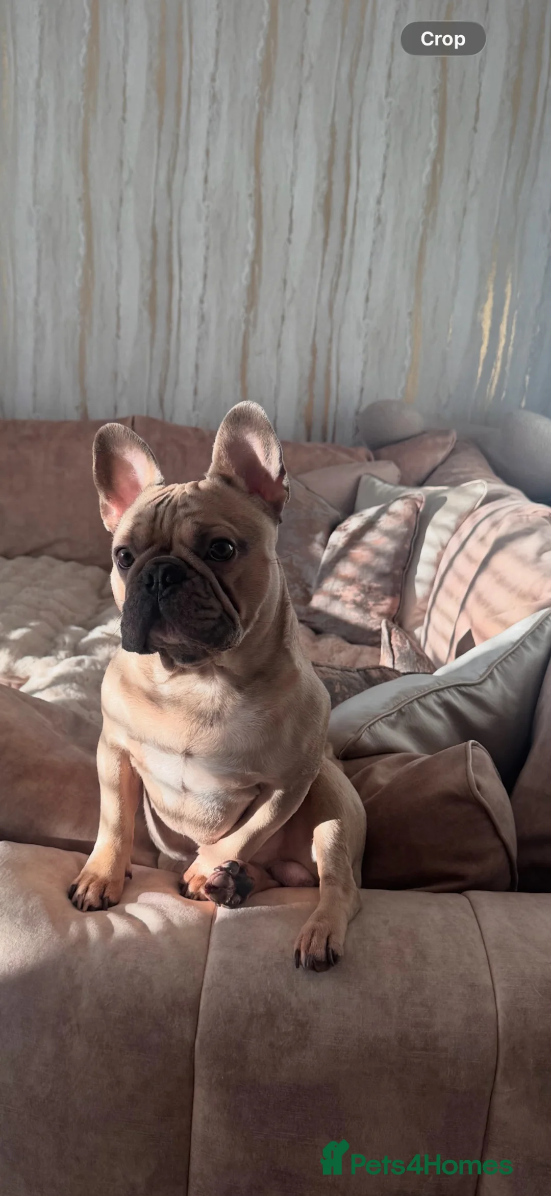 French Bulldog dogs for stud: French bulldog for stud. - Advert 4