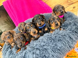 Miniature Dachshund dogs - Advert 5