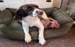 Sprollie dogs for sale: 3 beautiful sprollie pups - Image 2