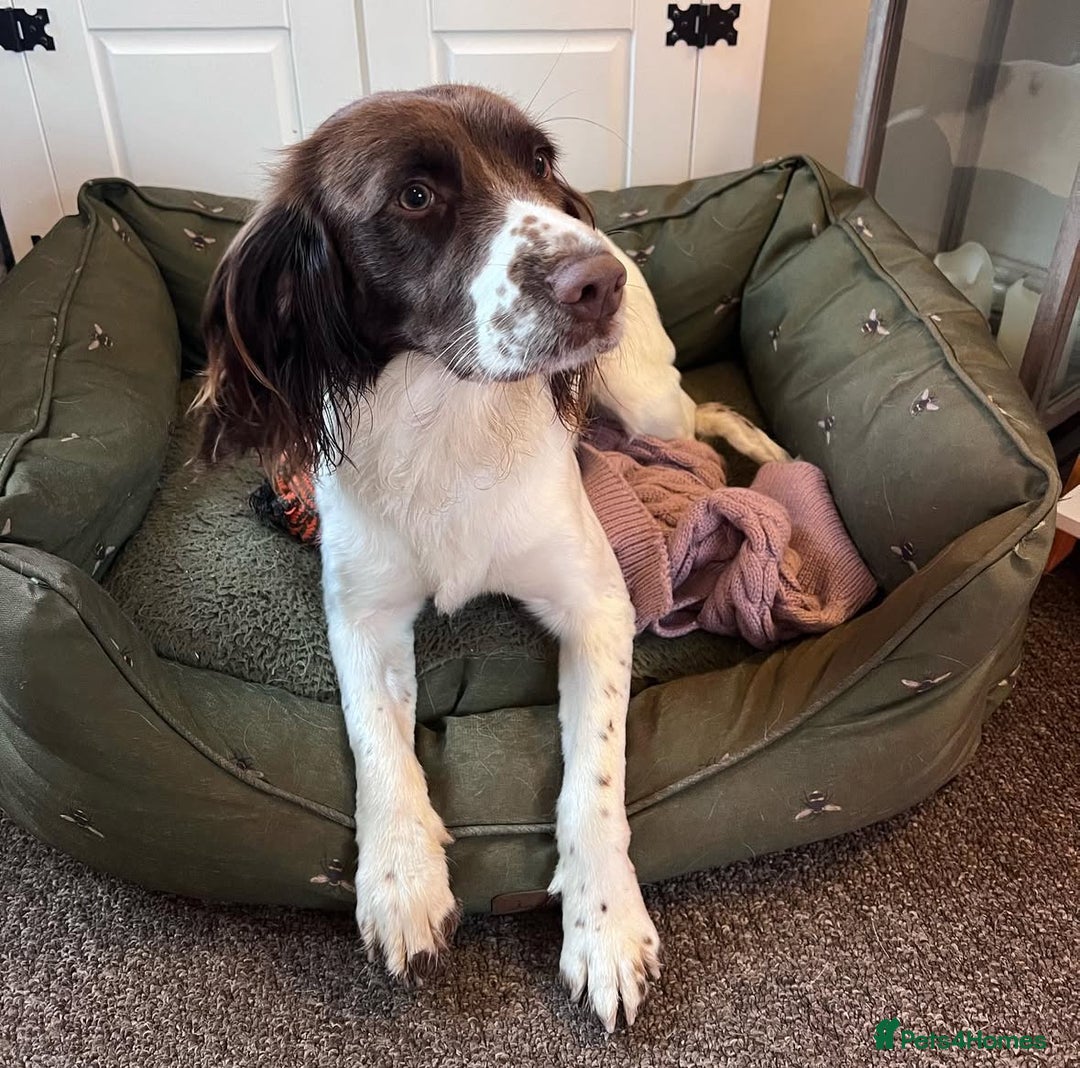 Sprollie dogs for sale: 3 beautiful sprollie pups - Image 2